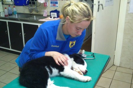 ‘n Ongeluk op die grondpad na Baardskeerdersbos het “baas en hond” in die hospitaal laat beland. Die pasiënt is op die toneel deur Cassie Carstens en Chantell en Riaan Buys van Overstrand Medical Response behandel, waarna hulle deur die Provinsiale Ambulansdienste na Hermanus Medi Clinic vervoer is. Daar was egter ook ‘n hond saam met hom in die voertuig. Cassie en Chantell het die hond na Hermanus Dierehospitaal geneem, waar hy waarskynlik die volgende dag ge-opereer is.